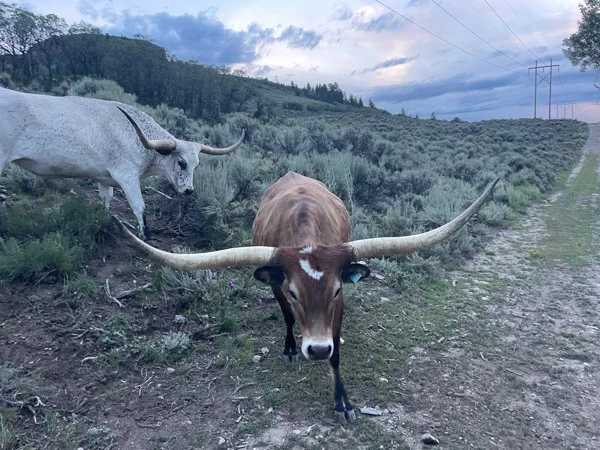 A longhorn cow on a high-country trail