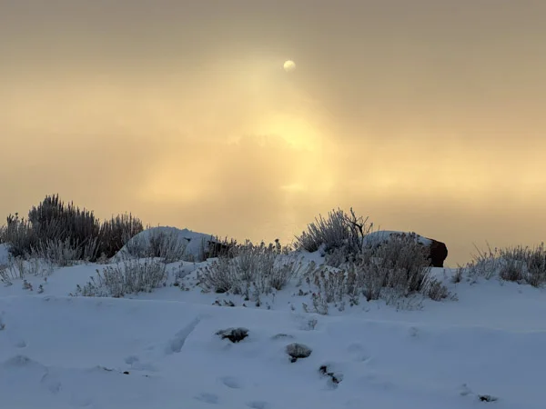 Snow-covered sagebrush under a bright winter sky